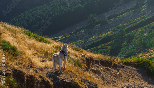 Mi lobo observando el valle