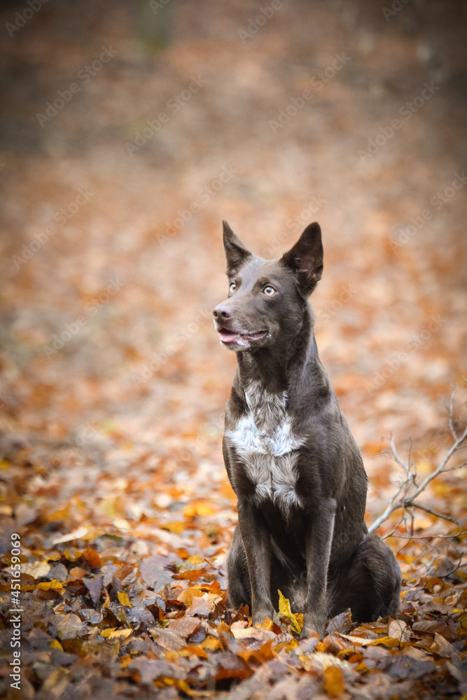 Brown Border collie is sitting in forest. Autumn photoshooting in park. Brown Border collie is sitting in forest. Autumn photoshooting in park.