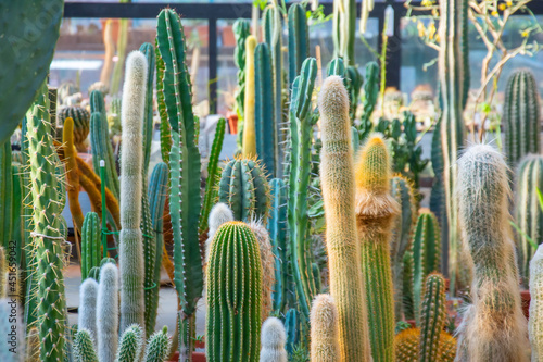 Many types and varieties of pillar cacti. © aapsky