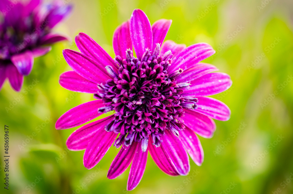 Fototapeta premium close up of a purple flower