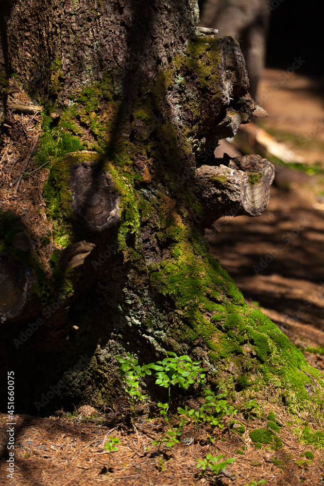 moss on tree moss on tree