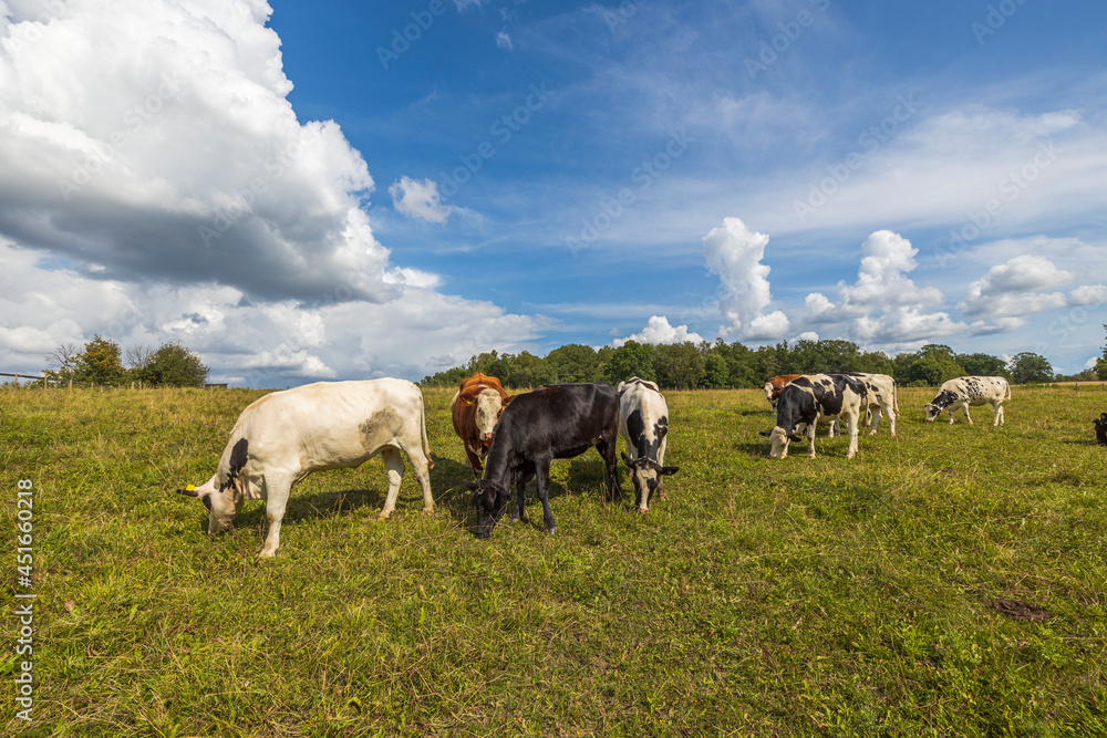 Beautiful view of group of cows in the field on beautiful summer day. Animals concept. Sweden. Beautiful view of group of cows in the field on beautiful summer day. Animals concept. Sweden.