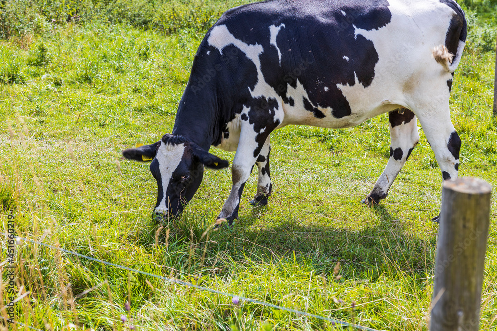 Beautiful close up view of cow chewing grass on green field. Sweden. Beautiful close up view of cow chewing grass on green field. Sweden.