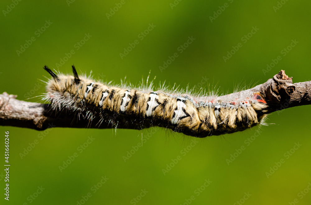 Fototapeta premium close up of a caterpillar on a leaf