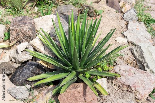 Agave growing on rocky soil. A succulent plant common in Texas and Mexico. photo