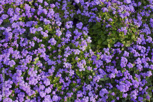 background from ageratum with sunlight outdoor