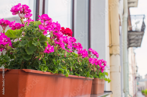 Balcony flowers,blossom of pink geranium in town