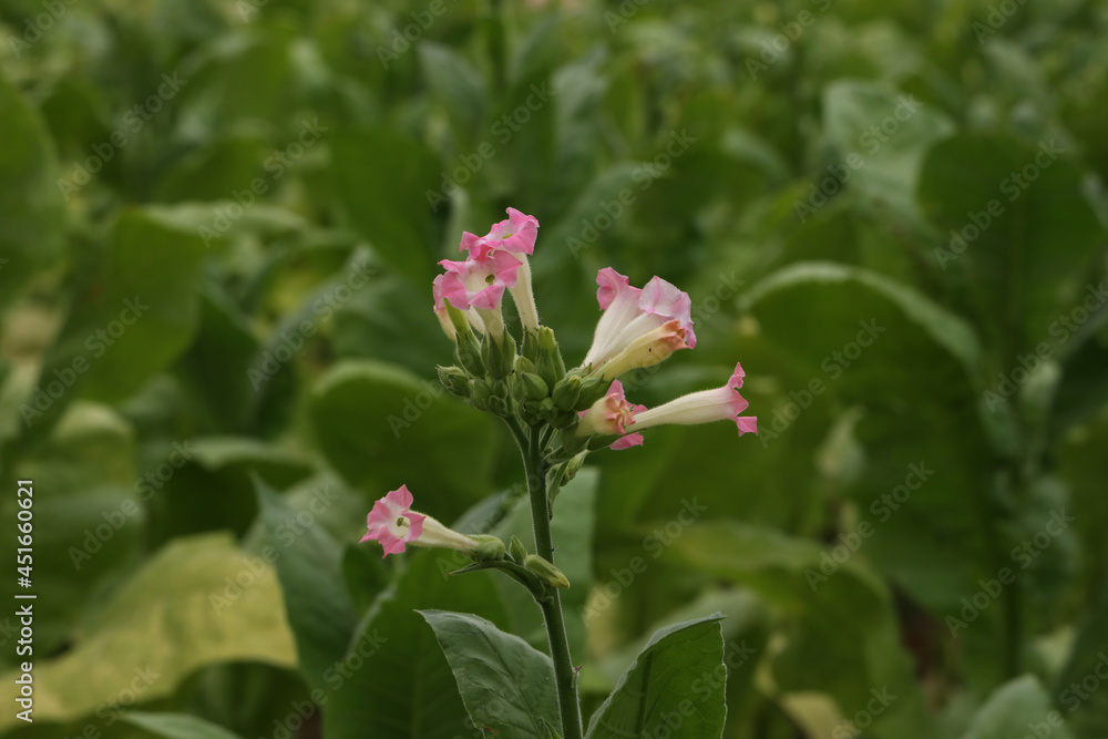 Flower of tobacco. Green tobacco plants on a field.