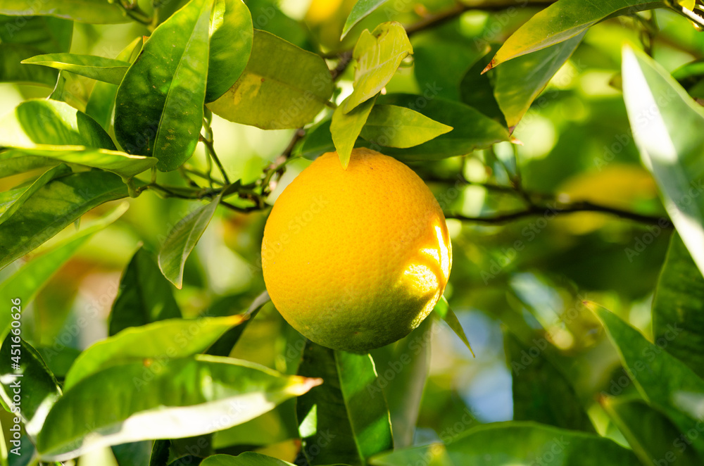 lemon on a tree