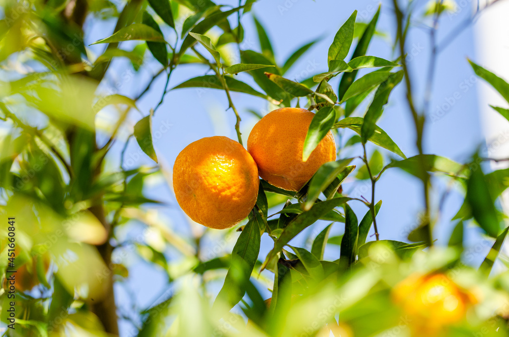 orange tree with fruits orange tree with fruits