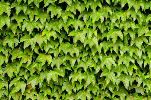 green ivy wall texture