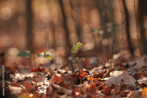 sottobosco in autunno © Simona