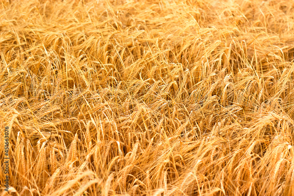 Wheat yellow field. Ripe spikelets of wheat on a sunny day Wheat yellow field. Ripe spikelets of wheat on a sunny day