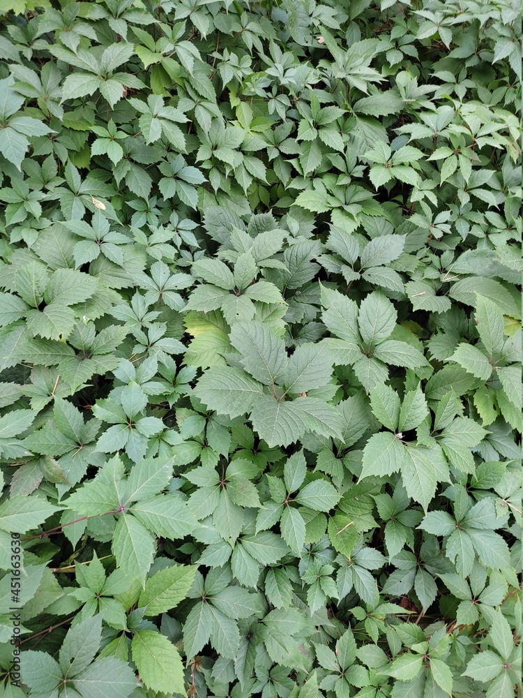 Thickets of leaves of wild grapes in a pine forest in summer Thickets of leaves of wild grapes in a pine forest in summer
