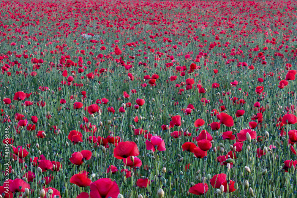 Obraz premium Field of poppies in the rays of the setting sun