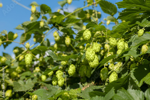 Green fresh cones of hops on the field under a clear blue sky. Raw ingredients for making beer and bread closeup, agricultural background.
