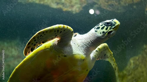 Hawksbill Sea Turtle is swimming  photo