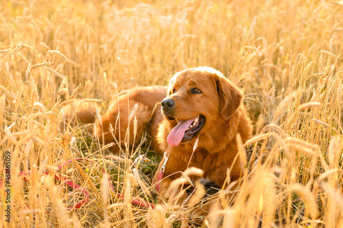 A positive ginger dog lies in a field with golden spikelets in the evening.