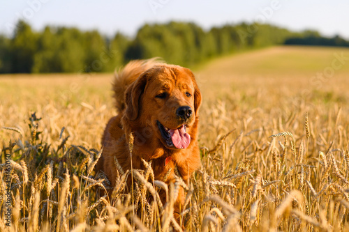 a red-haired large dog walks in the evening across a field with golden spikelets.