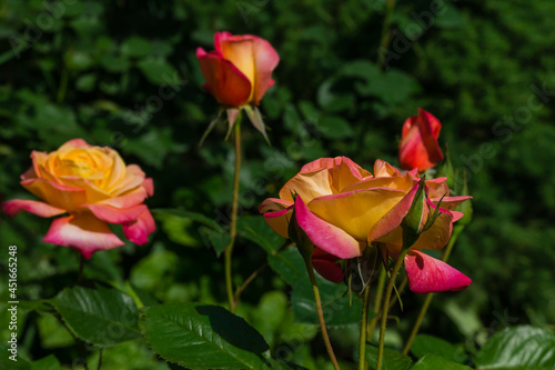 Bright yellow orange roses with pink edge against the green background. Roses Variety Club are photographed under natural light. Selective focus. Lyric motif for design