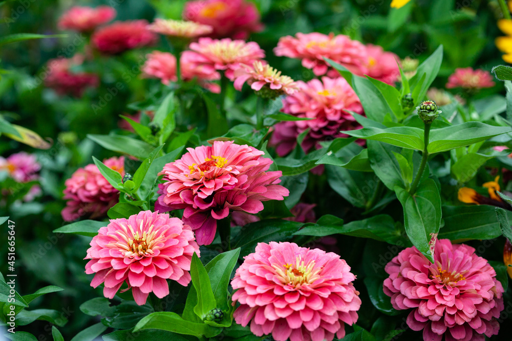 Bright pink zinnia flowers in the garden, close-up Bright pink zinnia flowers in the garden, close-up