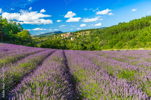 Blooming lavender fields and village of Aurel in background in Vaucluse  Provence-Alpes-Cote d Azur  France