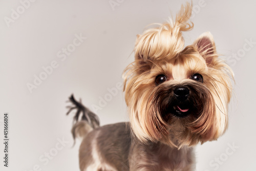 pedigree dog pet puppy grooming isolated background