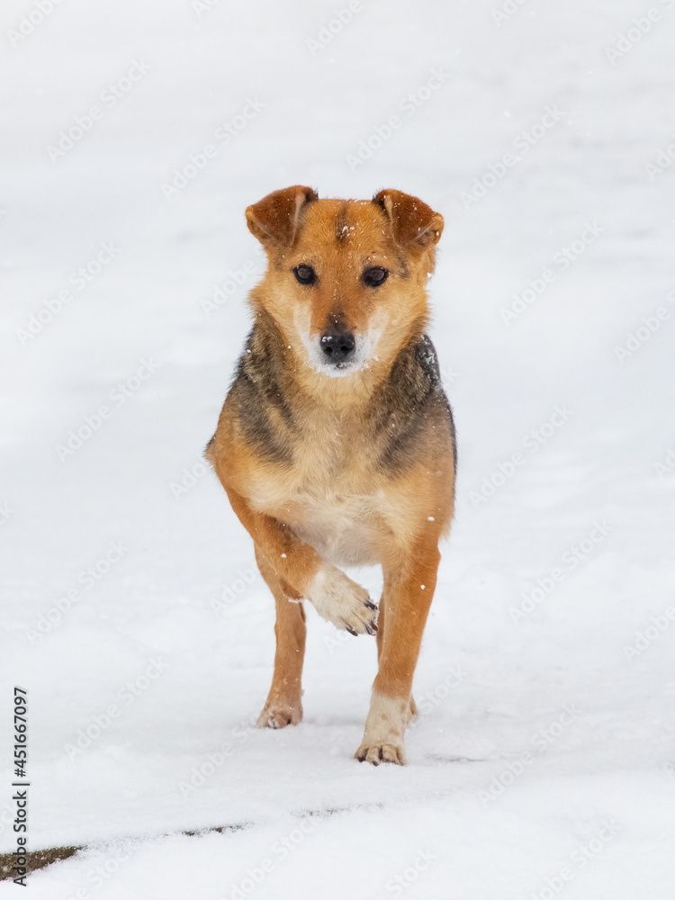A small brown dog stands in the snow in winter