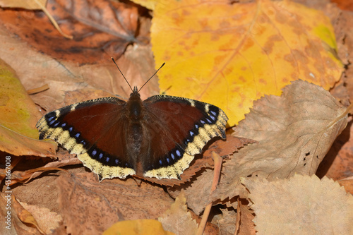 A nymphalis antiopa, known as the mourning cloak butterfly in North America and the Camberwell beauty in Britain, sits among autumn leaves near Matanuska Lake, Alaska.  photo