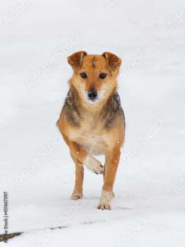 A small brown dog stands in the snow in winter © Volodymyr