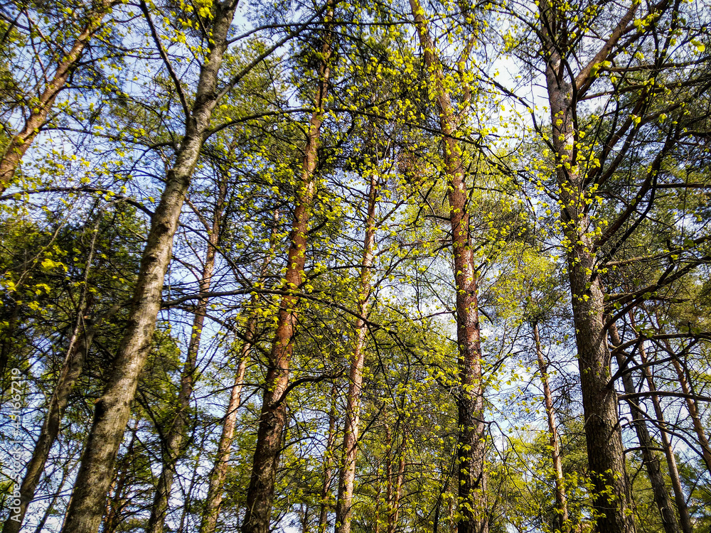 trees and sky