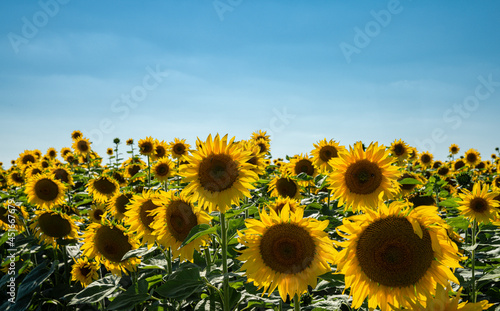 Feld mit Sonnenblumen photo