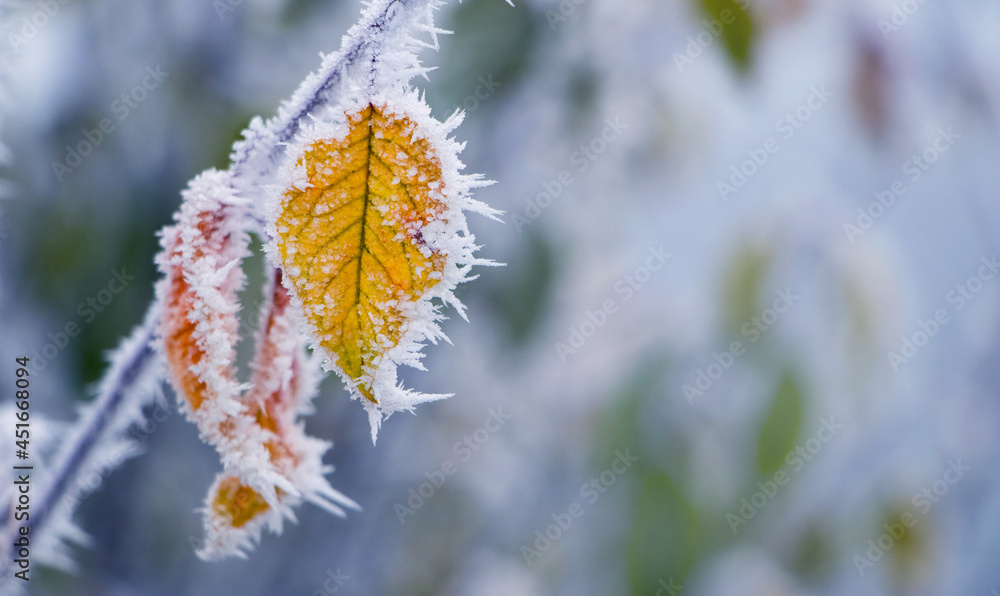 Fototapeta premium Frost-covered yellow leaves on a tree branch in the garden