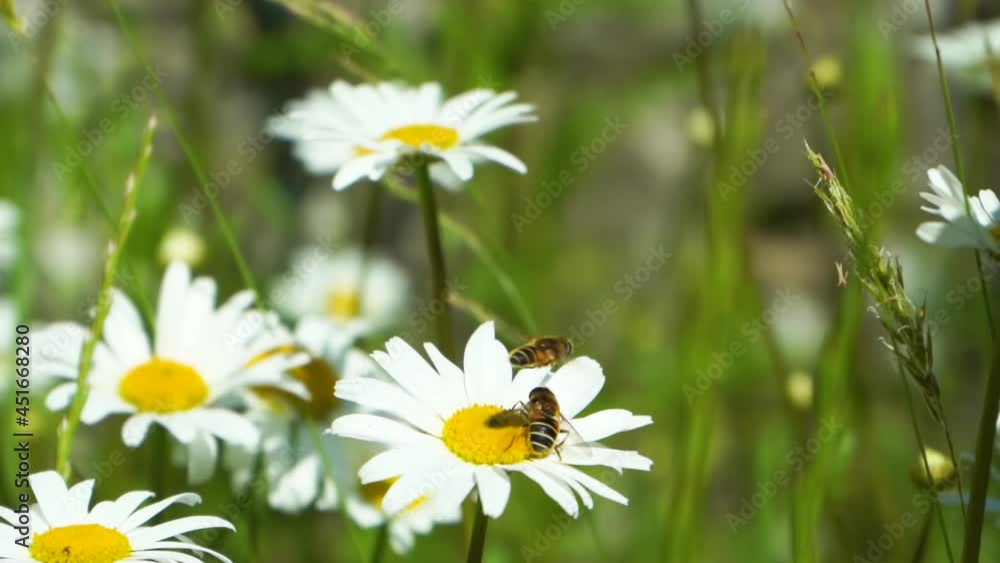White daisies meadow with two bees sway in the wind close up top view copy space White daisies meadow with two bees sway in the wind close up top view copy space