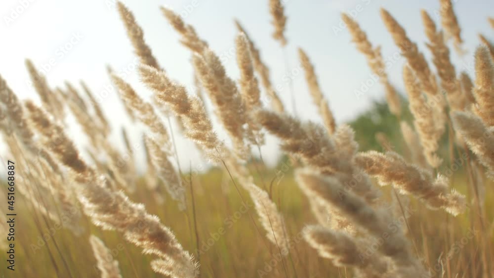Fluffy spikelets of dry grass in wild field swinging in sunlight at sunset, rural scene background, beautiful nature, summer day harmony and relaxation Fluffy spikelets of dry grass in wild field swinging in sunlight at sunset, rural scene background, beautiful nature, summer day harmony and relaxation