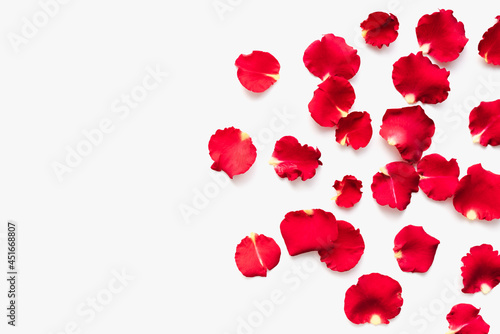Red petals on a white background. Rose petals.