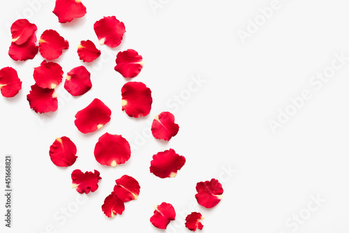 Red rose petals. Red petals on a white background. Rose petals.