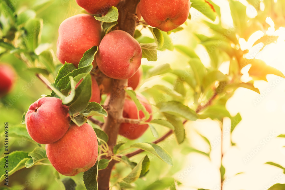 Apple tree close-up on branch full of red apples Apple tree close-up on branch full of red apples