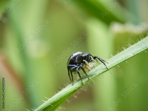 A jumping spider from Heliophanus genus. 