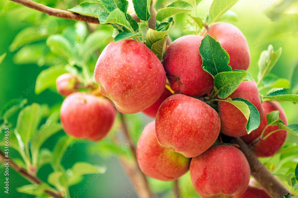 Apple tree close-up on branch full of red apples