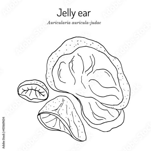 Black fungus or jelly ear Auricularia auricula-judae , medicinal mushroom