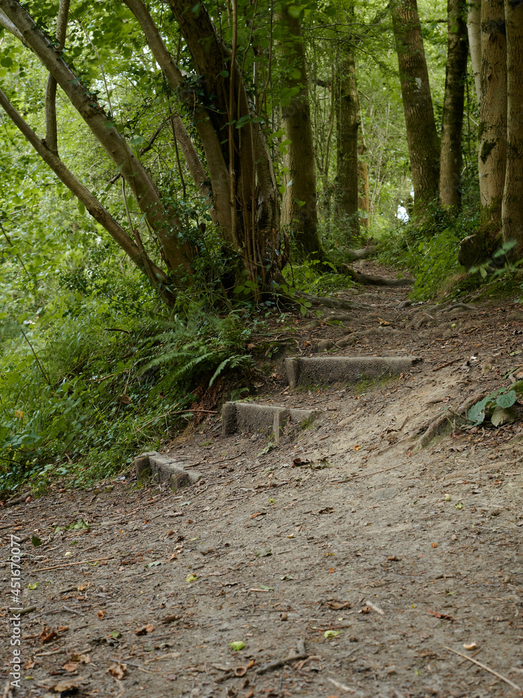 three steps leading up a path in the forest three steps leading up a path in the forest