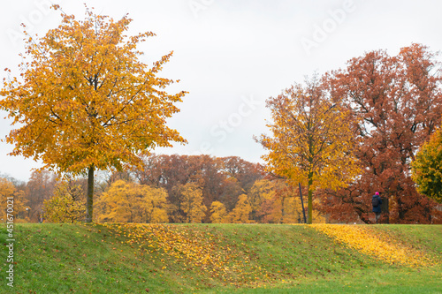 walking promenade with trees covered with yellow leaves.Autumn landscape. woman walking in the park