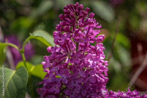 Beautiful purple lilac flower bloming in May