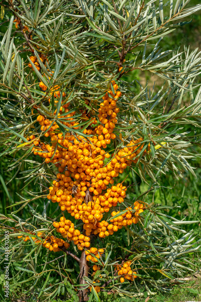 Branch of ripe sea buckthorn (Hippophae ) berries in the garden. The shrub is also known as sandthorn, sallowthorn, or seaberry. Branch of ripe sea buckthorn (Hippophae ) berries in the garden. The shrub is also known as sandthorn, sallowthorn, or seaberry.