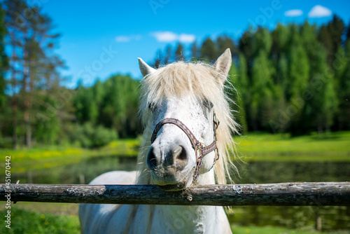 the head of a white horse grazing on the verma behind the fence. Horse portrait in the zoo photo