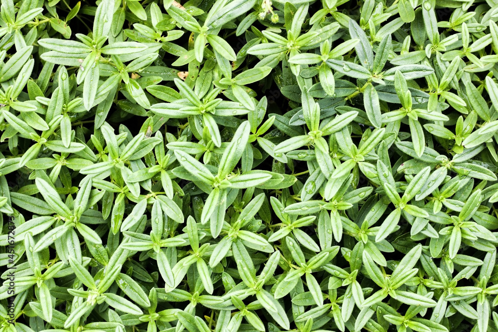 Savory aromatic green sage plant leaves growing in the garden in summer, Green pattern in nature background, Nature wallpaper Savory aromatic green sage plant leaves growing in the garden in summer, Green pattern in nature background, Nature wallpaper