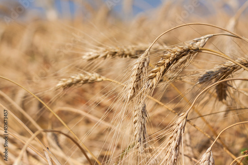 Agricultural field. Ripe ears of wheat on a sunny day. The concept of a rich harvest.