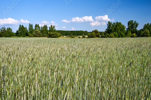 Rural landscape with ripe grain and deciduous forest