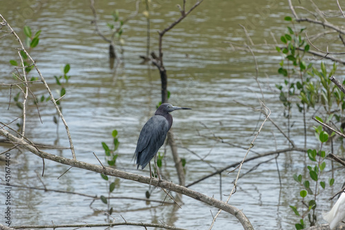 Belle aigrette bleue perchée au-dessus de l'eau - Guyane française